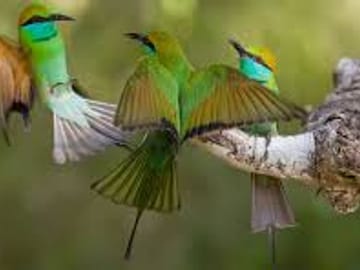 Bird Watching Tour in Kitulgala from Colombo