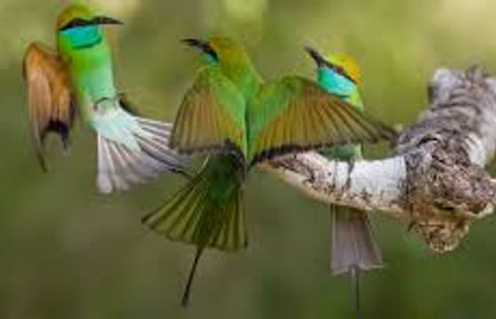 Bird Watching Trail in Kitulgala From Colombo