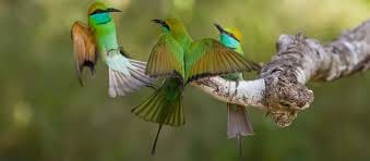 Bird Watching Trail in Kitulgala From Colombo 2
