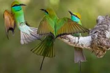 Bird Watching Tour in Kitulgala from Colombo
