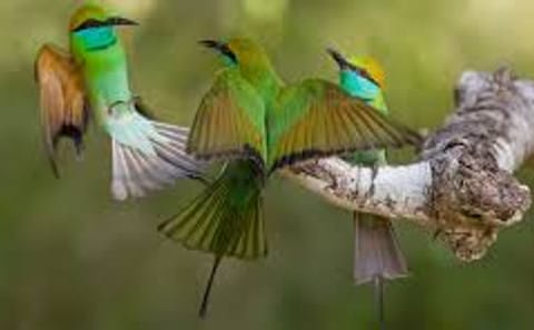 Bird Watching Tour in Kitulgala from Colombo