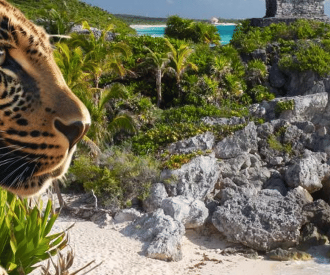 Aventura en Tulum y el Parque de los Jaguares