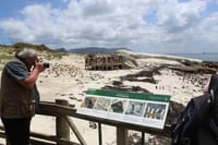 Penguins Photographer