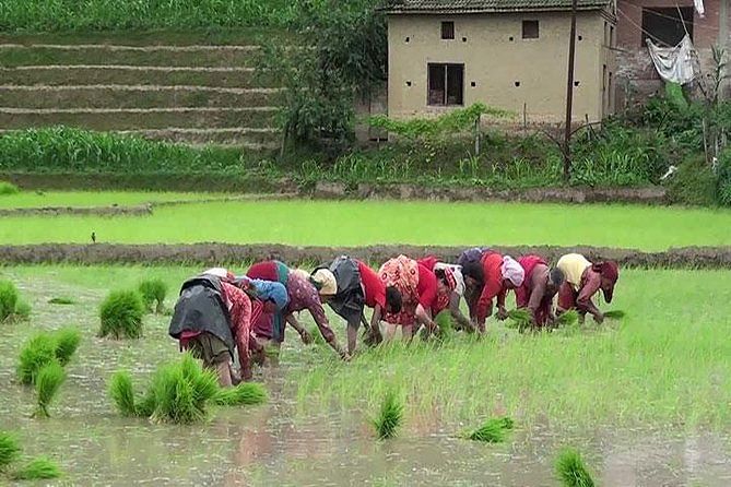 Rice Plantation Experience and Newari Lunch in Bhaktapur, Nepal