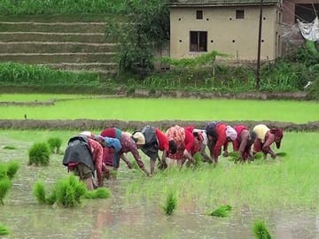 Rice Farming Tour in Bhaktapur, Kathmandu Valley