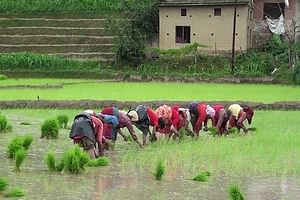 Rice Plantation Experience in Bhaktapur