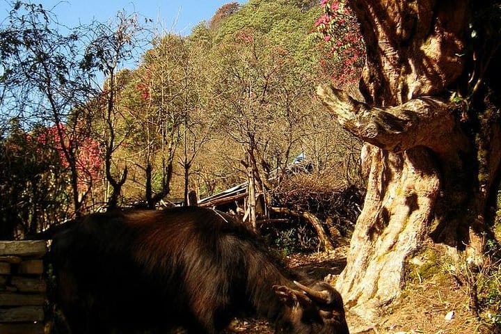 19 Days Mera Peak Climbing & Expedition – One Life-Changing Himalayan Adventure