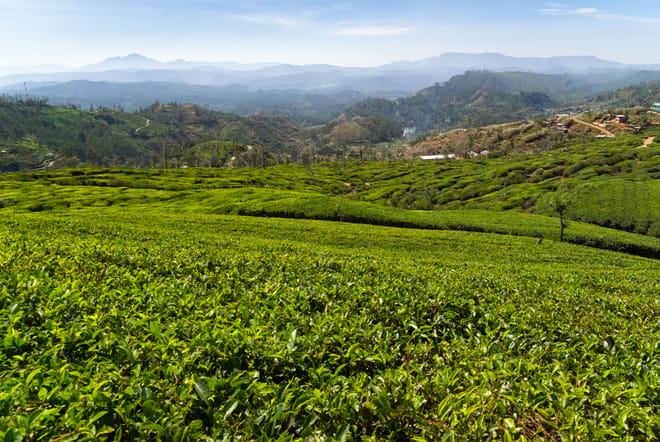 Nuwara Eliya Day Tour from Kandy 7