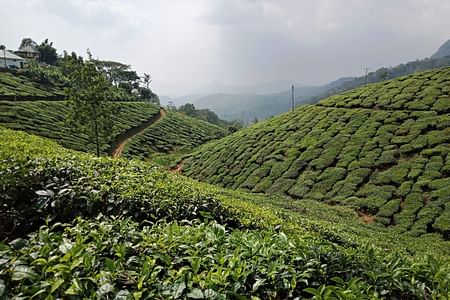 Kerala Odyssey: Munnar, Thekkady & Alleppey