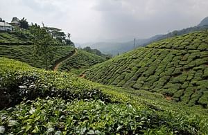 Kerala Odyssey: Munnar, Thekkady & Alleppey