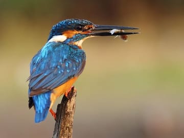 Bird Watching Tour at Muthurajawela