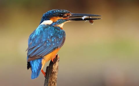 Bird Watching Tour at Muthurajawela