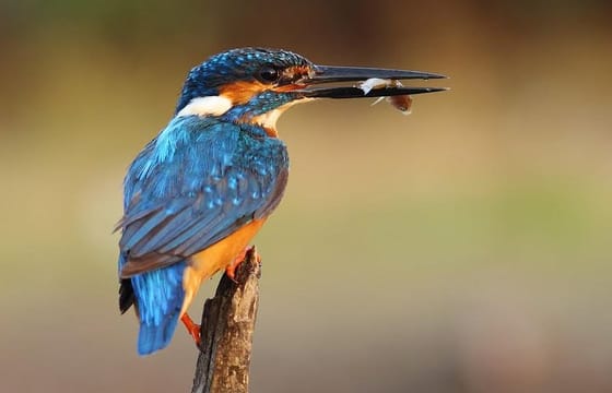 Bird Watching Tour at Muthurajawela