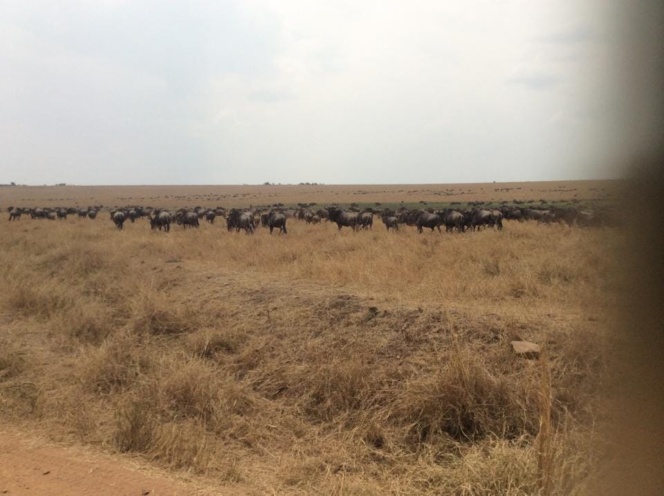 Wildlife at Masai Mara