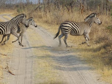 zebra
