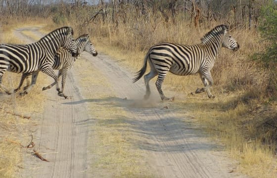 4 days Hwange Safari Game drive Staying at Iganyane Tented camp