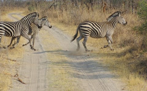 4-Day Hwange Safari with Stay at Iganyane Tented Camp