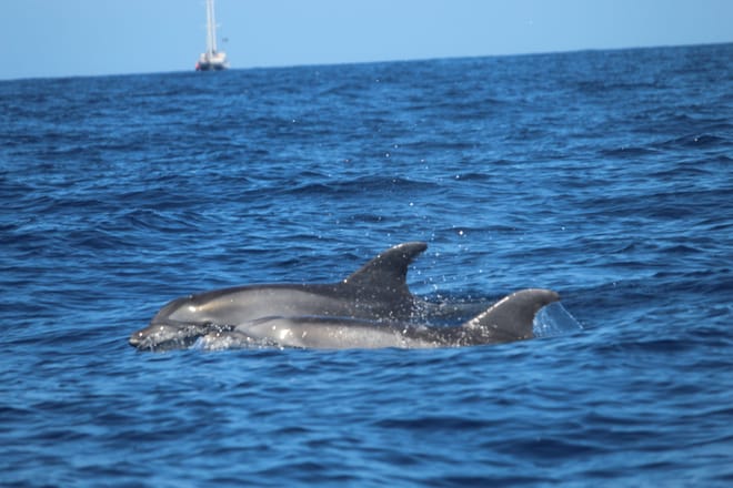 1-hour Jet Ski Tour in South Tenerife photo 6