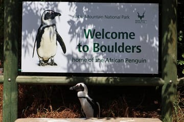 Bo Kaap Table Mountain Chapmans Peak & Penguins at Boulders Beach
