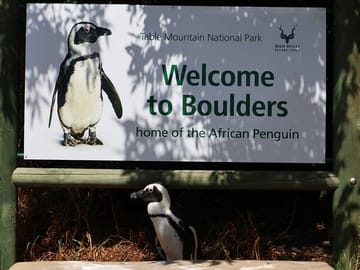 Cape Town Half-Day Tour: Bo-Kaap, Chapman's Peak & Penguins