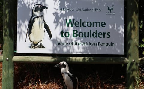 Cape Town Half-Day Tour: Bo-Kaap, Chapman's Peak & Penguins