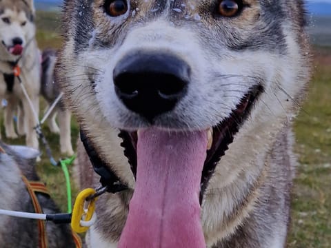 Siberian Husky dry land Dog sledding, photo 4