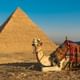 Camel & Pyramids