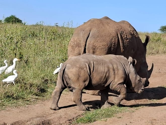 CLASSIC 6 DAYS 5 NIGHTS AMBOSELI NAKURU MAASAI MARA SAFARI 3