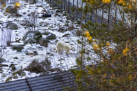 Visit to Ranua Arctic Wildlife Park - Rovaniemi 9