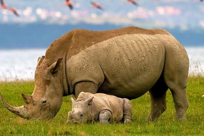 2 – DAYS LAKE NAKURU NATIONAL PARK SAFARI