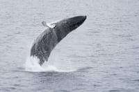 Whale watching - Downtown Reykjavík 2