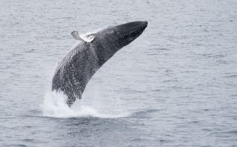Whale Watching Tour in Downtown Reykjavík, Iceland