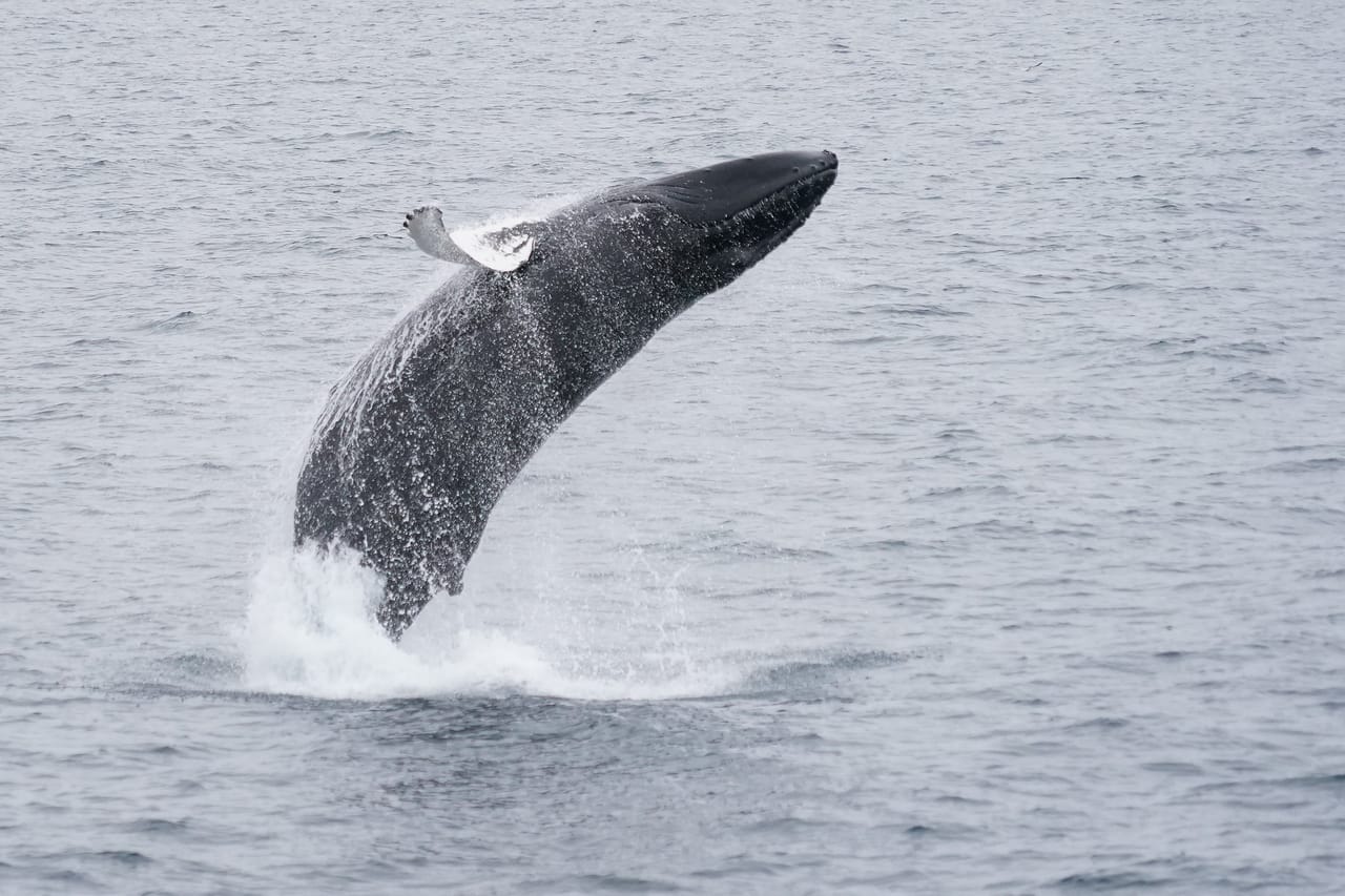 Whale watching - Downtown Reykjavík 2