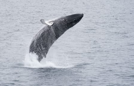 Whale Watching Tour in Downtown Reykjavík, Iceland