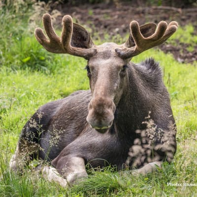 Retki Ranuan eläinpuistoon – Koe arktinen eläinmaailma ja näe Suomen ainoat jääkarhut - Image 5
