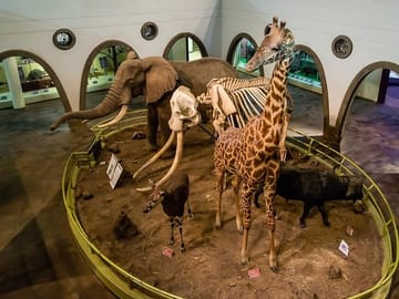 Nairobi National Museum of kenya
