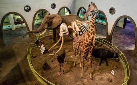 Half Day Tour of Nairobi National Museum and Snake Park
