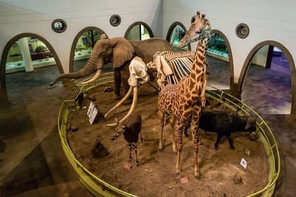 Half Day Tour to Nairobi National Museum & Snake Park