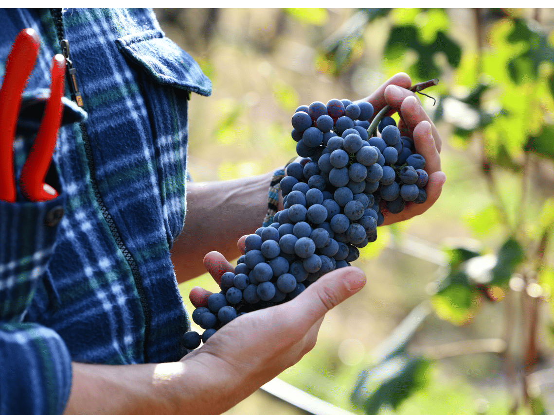 Organic Winery Visit near Turin with Wine & Food Tasting 7