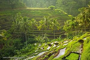 Ubud Traditional Village Art and Cultural Tour