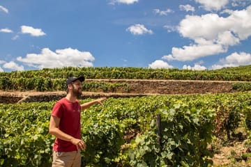Private from Porto: Douro Valley Historical & Wine Tour