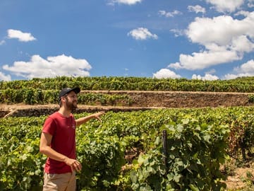 Vineyards explanation at a wine estate