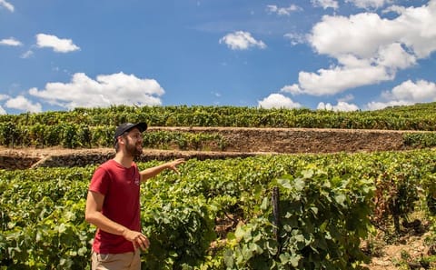 Private Douro Valley Wine and History Tour from Porto