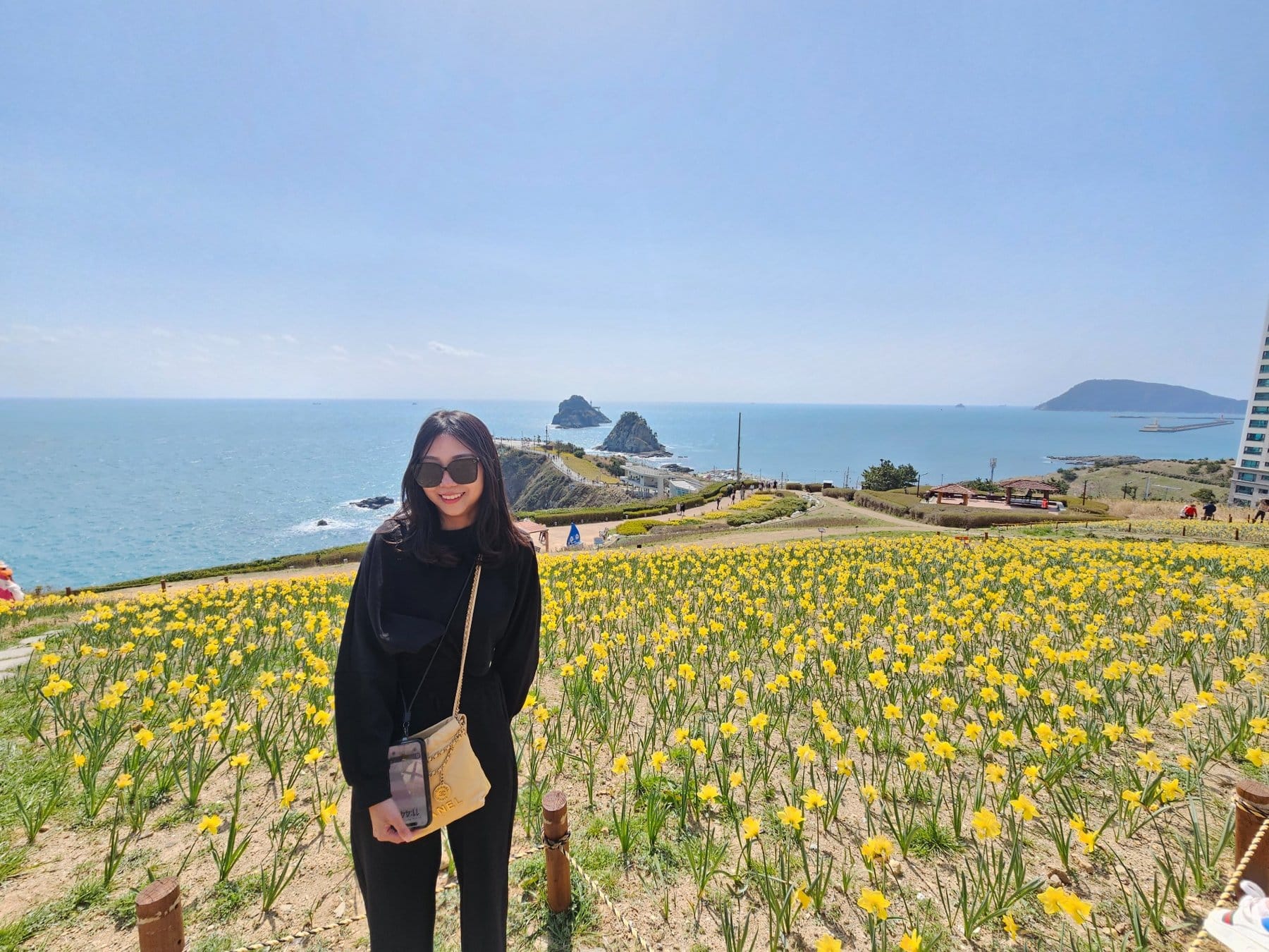 Oryukdo daffodil field scenery in Busan.
