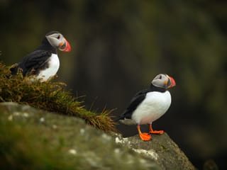 Iceland: Private Westman Islands - Volcano, Wildlife & Scenic Views, photo 11