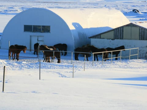 Riding on ice - Lake Myvatn, photo 3