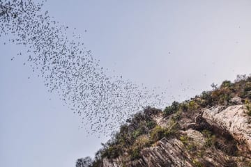 Explore Battambang full day tour by Tuk Tuk (start from 9am-6:30pm)
