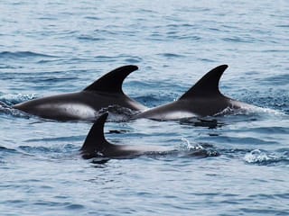 Big Whales & Puffins RIB boat tour, photo 10