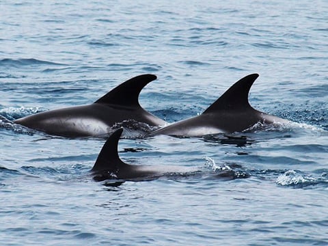 Big Whales & Puffins RIB boat tour, photo 9