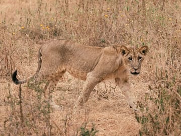 Day Trip – Tarangire National Park